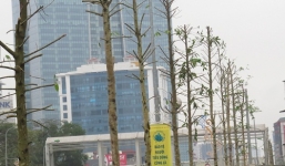 Thanh tra chặt cây: Cây trồng thay thế trên phố Nguyễn Chí Thanh là gỗ mỡ